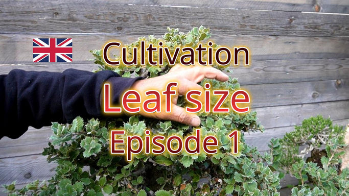 Book - Leaf size Ep.1